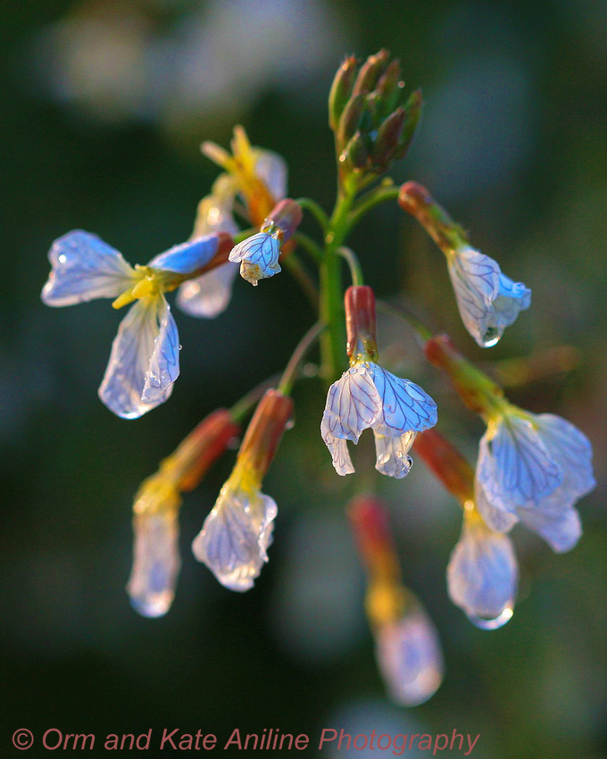 White Wildflower