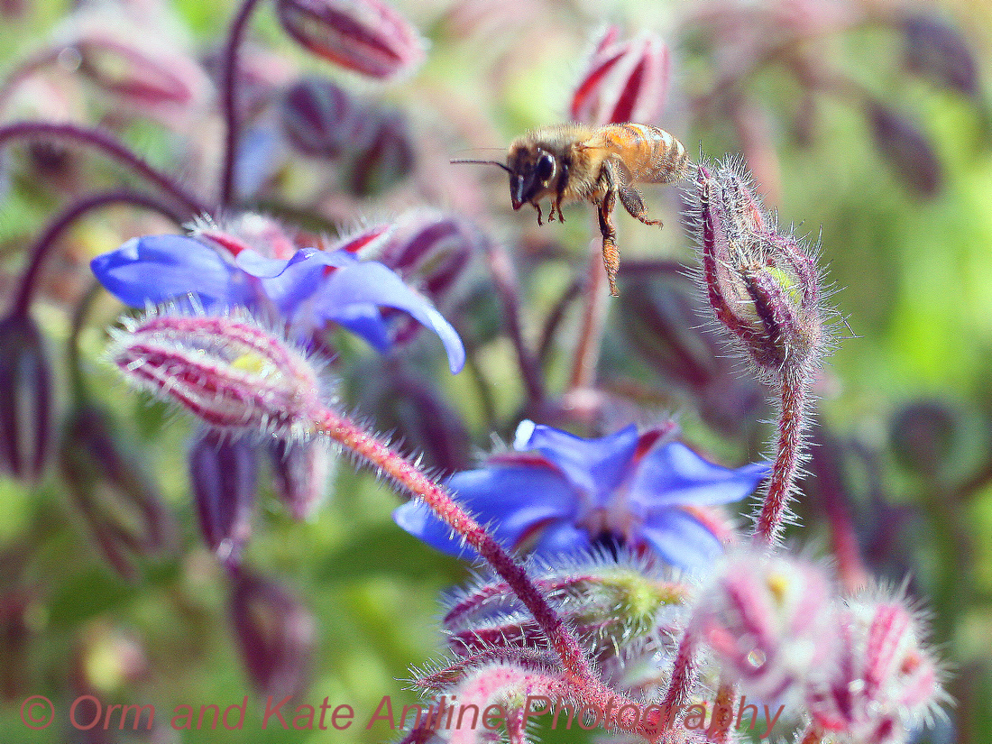 Bee on Sage