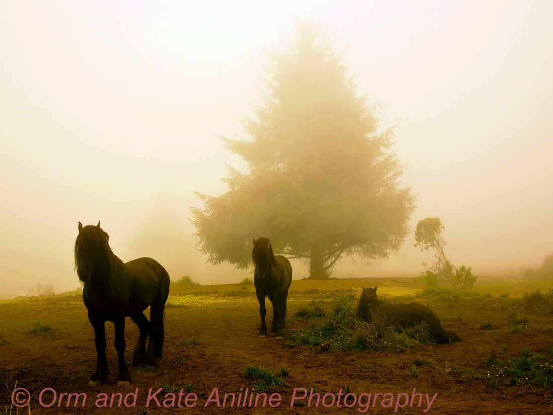 gypsy horse, landscape, fog, muted