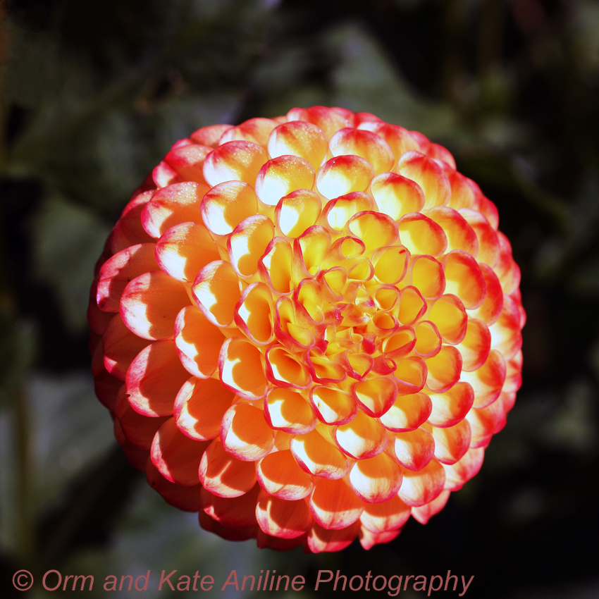 Yellow with Red Dahlia