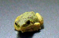 pacific tree frog