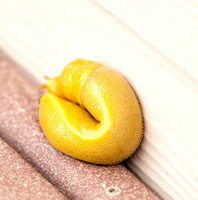 banana slug, ariolimax californicus