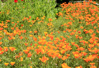 Orange Poppy Field