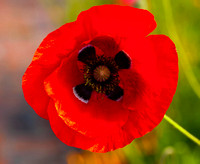 Red Poppy Burbank gardens