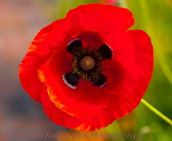 Red Poppy Burbank gardens