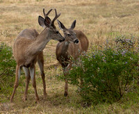 Deer couple with lupine, black tailed deer, humboldt, lupine