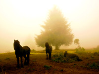 black gypsy horse, humboldt, fog, tree