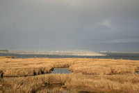 Birds, shore gathering, flock, humboldt, wetlands