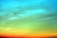 Humboldt County, geese, migration