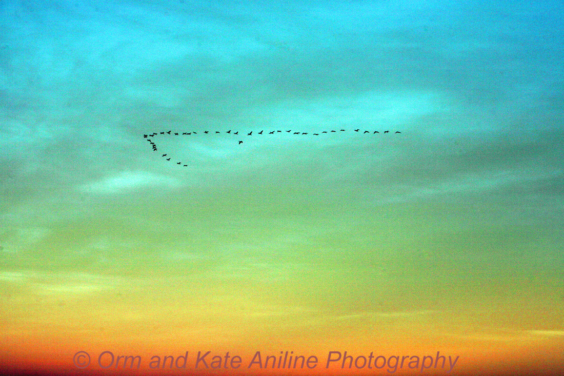 Humboldt County, geese, migration