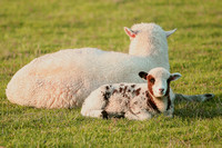 white ewe and multi lamb
