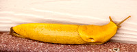 Banana slug, Ariolimax californicus