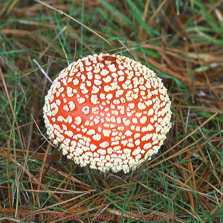 Amanita Mushroom