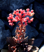 Humboldt Flora