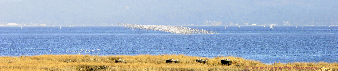 Humboldt, birds, bay, november