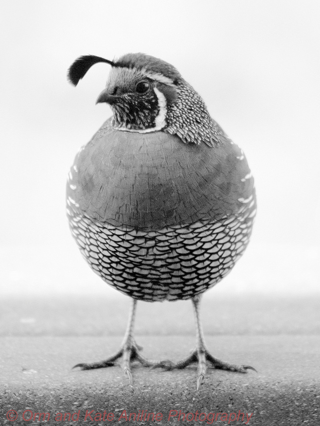 Quail, black and white photo, close up, single