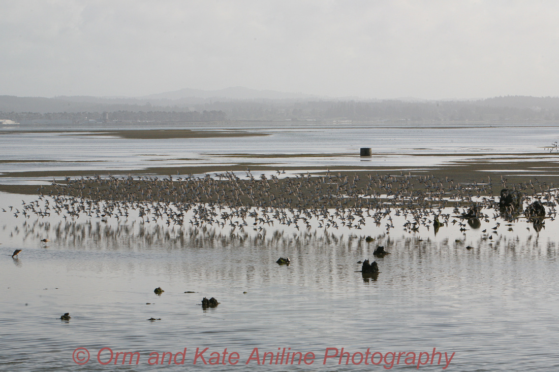 Godwits, Humboldt Bay, Limosa limosa