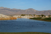 coyote springs ducks