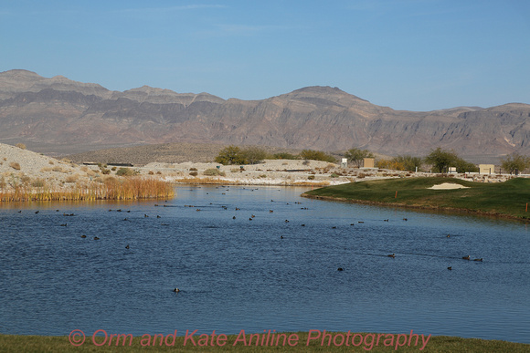 coyote springs ducks