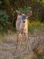 black-tailed fawn, humboldt