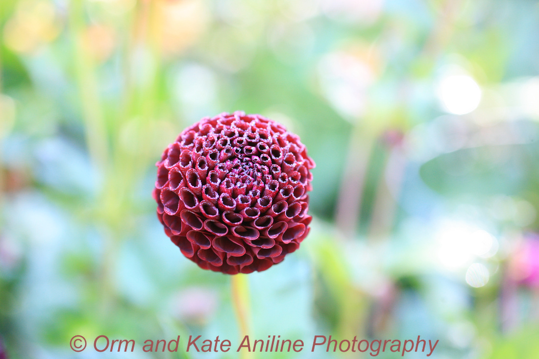 Chocolate Dahlia