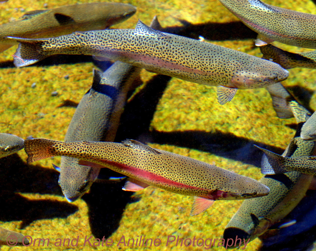 Trout at Metolius Hatchery