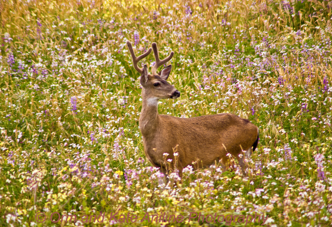 two point buck in wildflowers