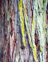 redwood bark c8.5x11