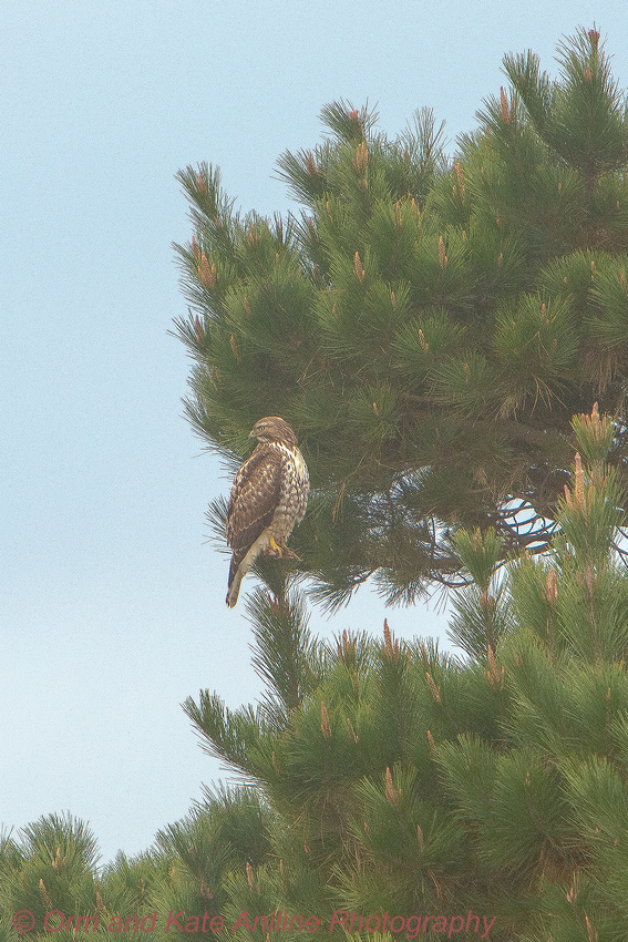 redtailed hawk