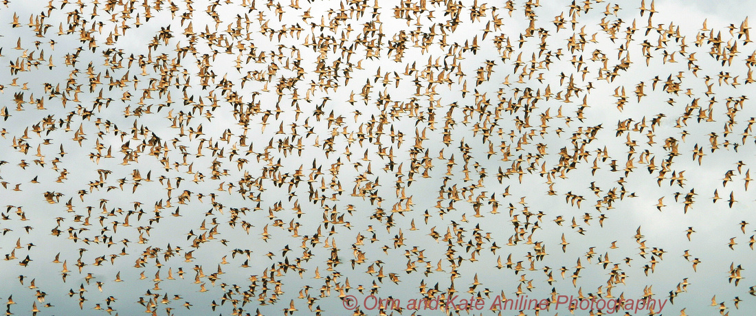 godwits, migratyion, december, humboldt county